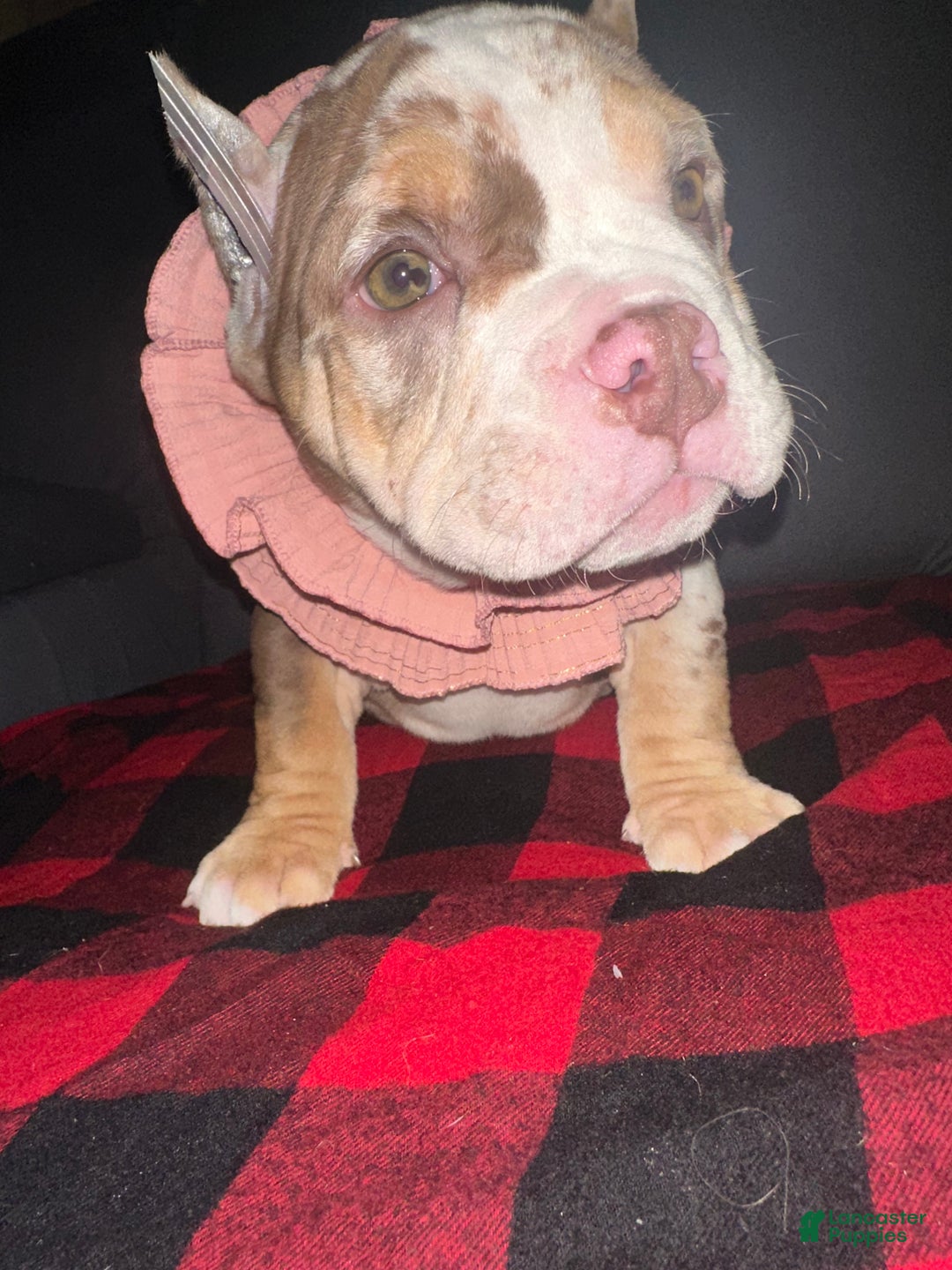 American Bully dogs for sale: Toast - Ad 2