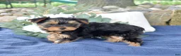 Yorkshire Terrier dogs for sale: Cheerio - Ad 5