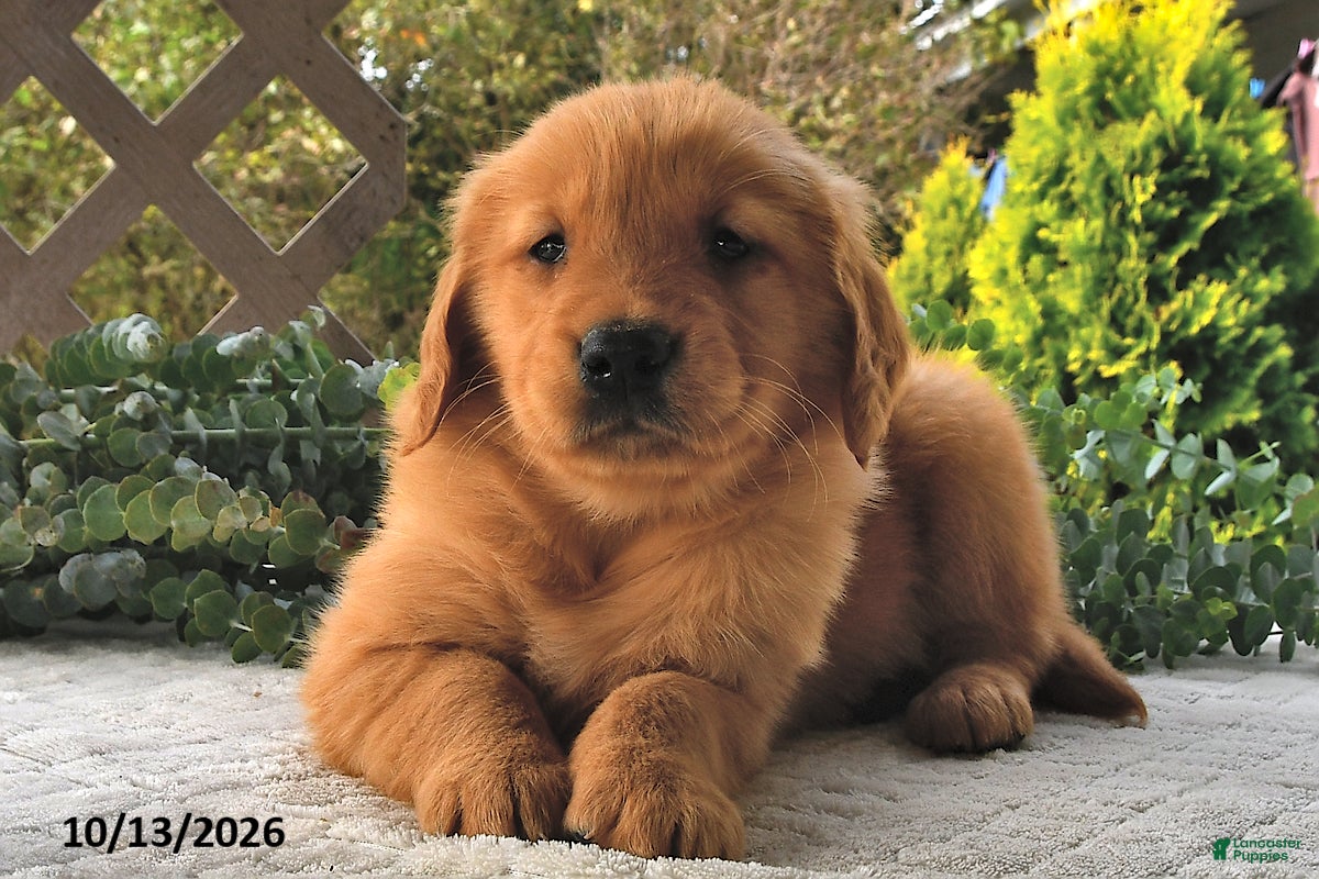 Golden Retriever dogs for sale: Hazel  - Ad 2