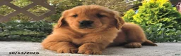 Golden Retriever dogs for sale: Hazel  - Ad 2