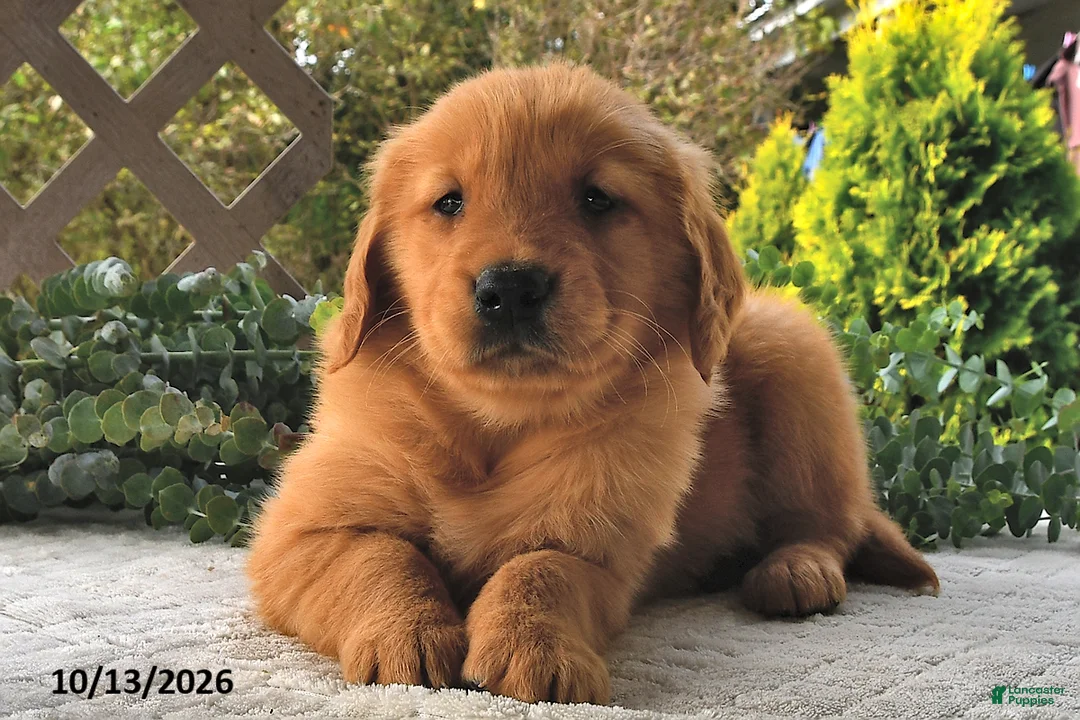 Golden Retriever dogs for sale: Hazel  - Ad 2