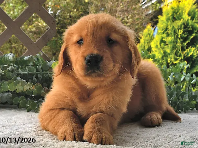 Golden Retriever dogs for sale: Hazel - Ad 2