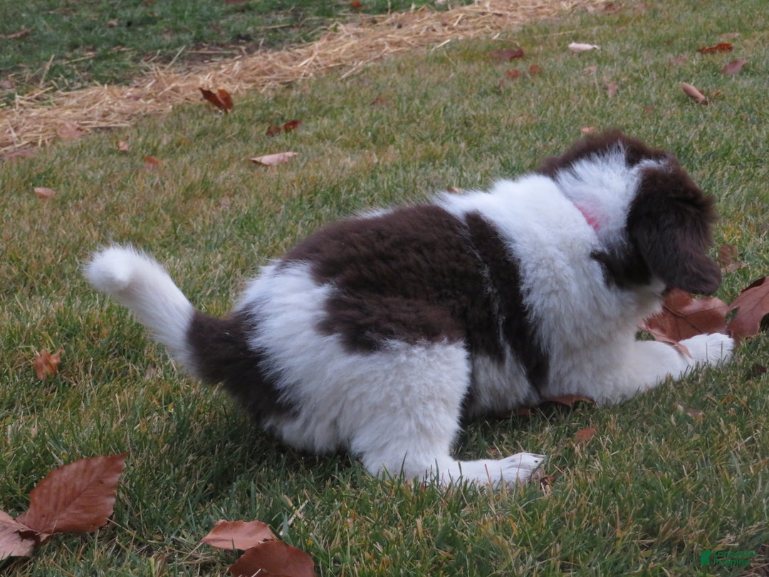 Newfoundland dogs for sale: Chai - Ad 19