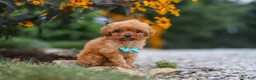 Cavapoo dogs for sale: Luca - Ad 5