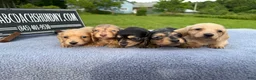 Miniature Dachshund dogs for sale: South African AKC Carrie’s Choc CR - Ad 15