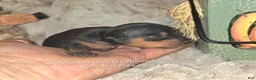 Miniature Pinscher dogs for sale: Gidget  - Ad 4