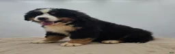 Bernese Mountain Dog dogs for sale: Rocky - Ad 2