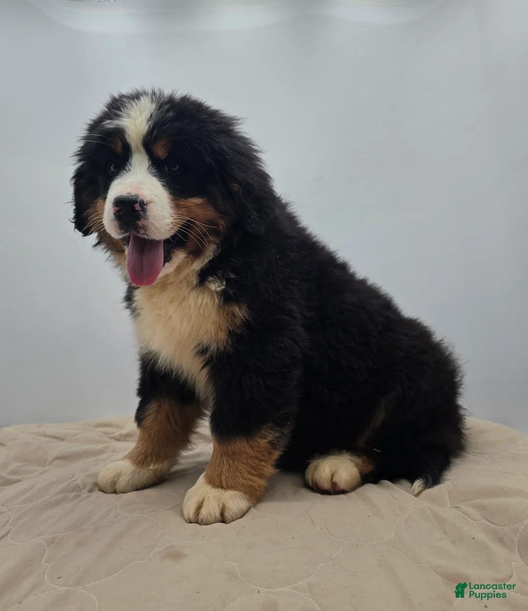 Bernese Mountain Dog dogs for sale: Rocky - Ad 2