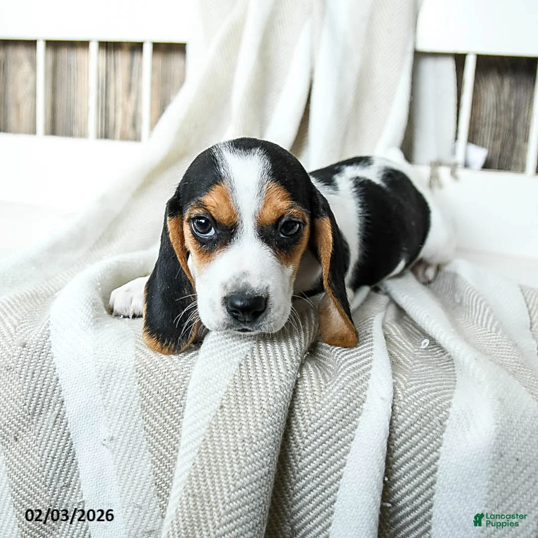 Beagle dogs for sale: Buffy - Ad 3