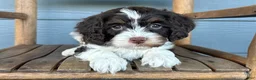 Cavapoo dogs for sale: Rigatoni - Ad 3