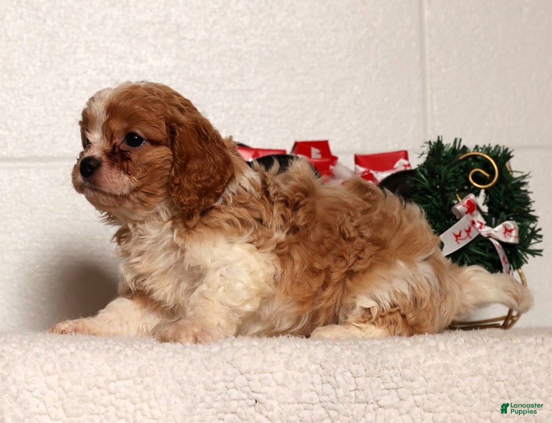 Cavapoo dogs for sale: Charlotte - Ad 5