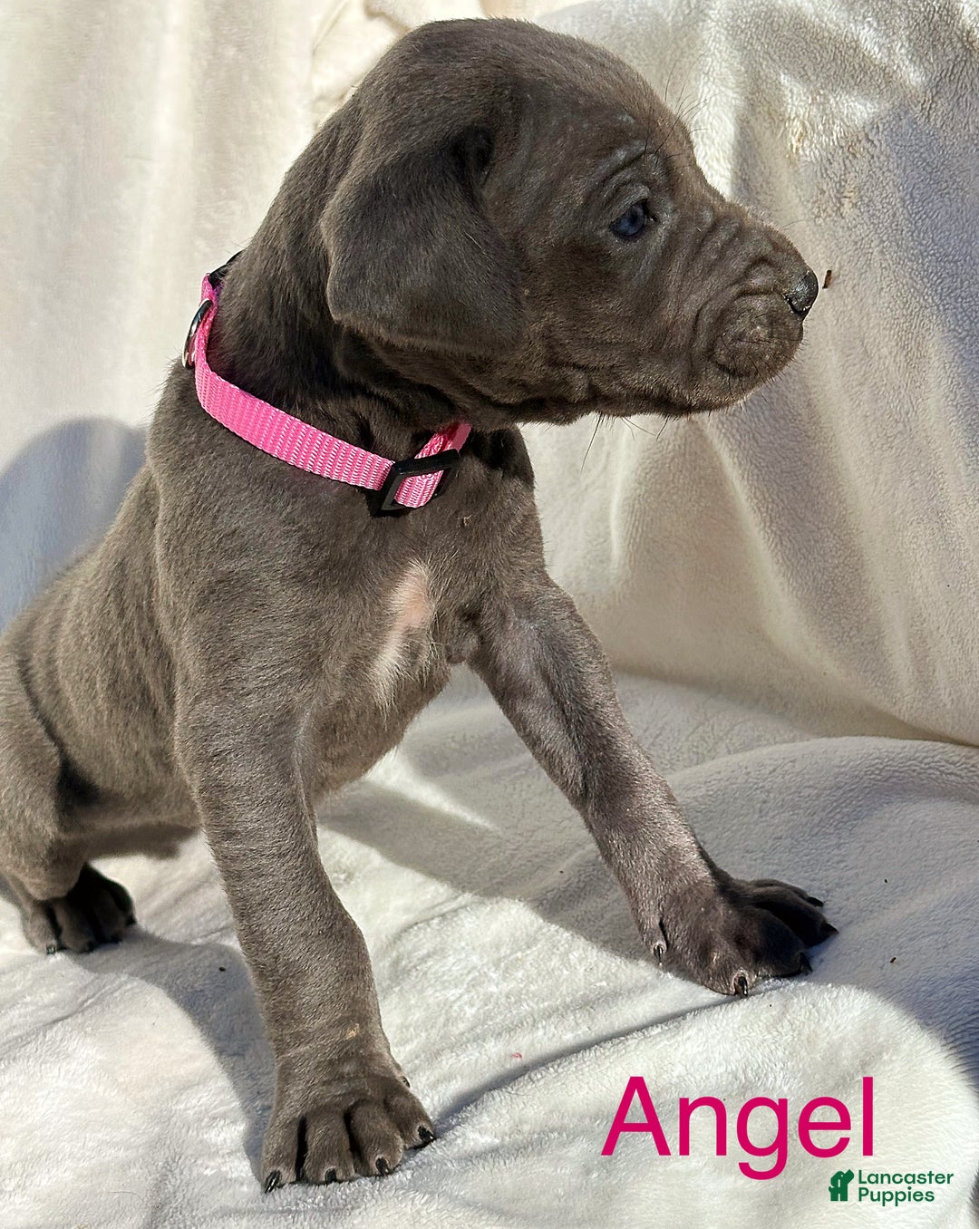 Great Dane dogs for sale: Angel - Ad 6