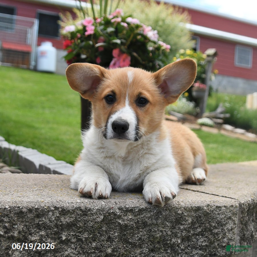 Welsh Corgi Pembroke dogs Rusty - Ad 1