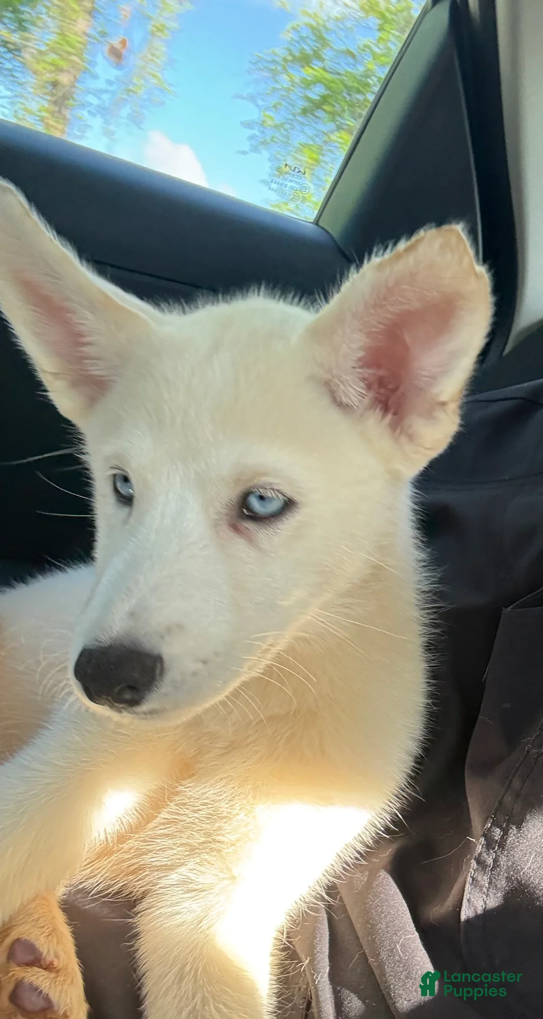 Siberian Husky dogs for sale: Siberian Husky Puppy 1 - Ad 2