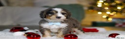 Mini Bernedoodle dogs for sale: Brady - Ad 5