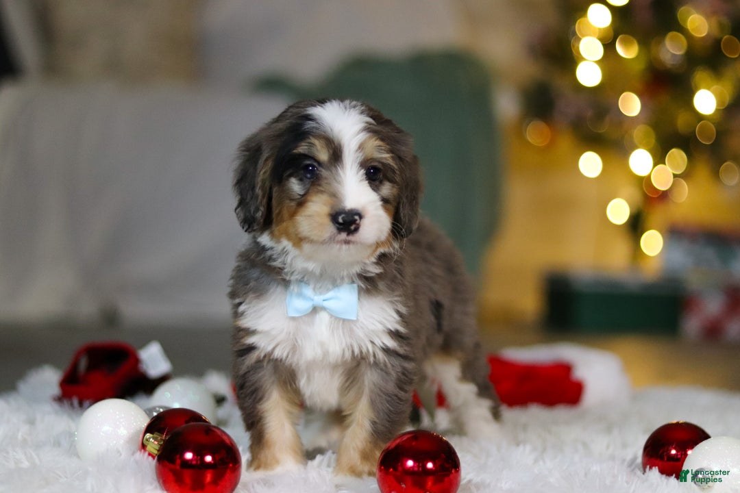 Mini Bernedoodle dogs for sale: Brady - Ad 5