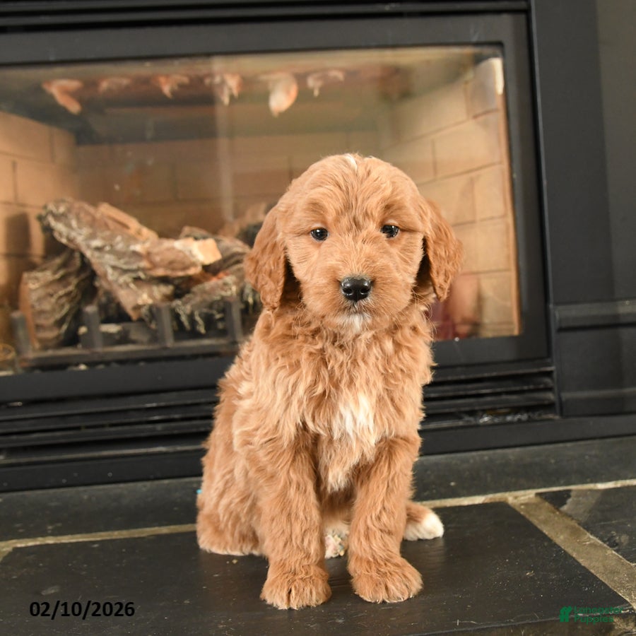 Mini Goldendoodle dogs Rabbit - Ad 1
