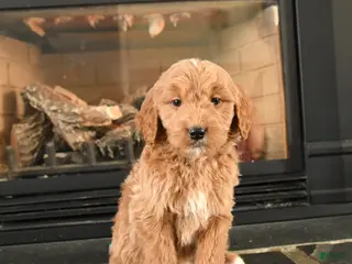 Mini Goldendoodle dogs for sale: Rabbit - Ad 2