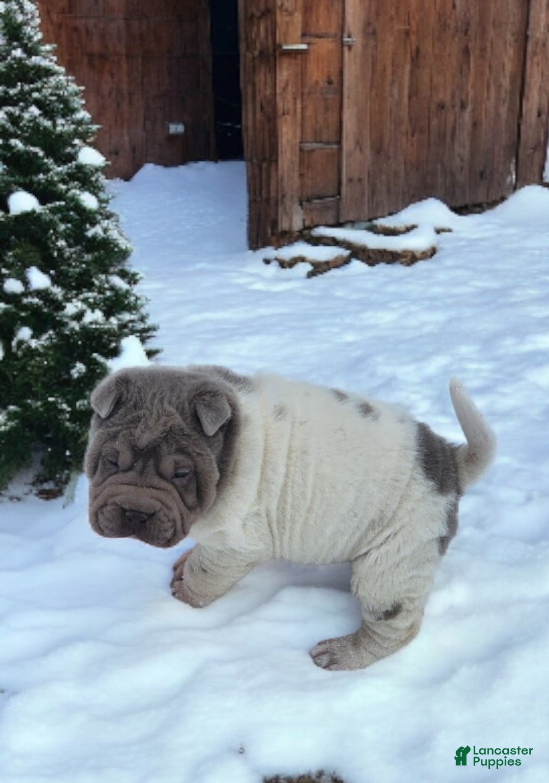 Shar Pei dogs for sale: Lilly lilac flower mini  - Ad 16