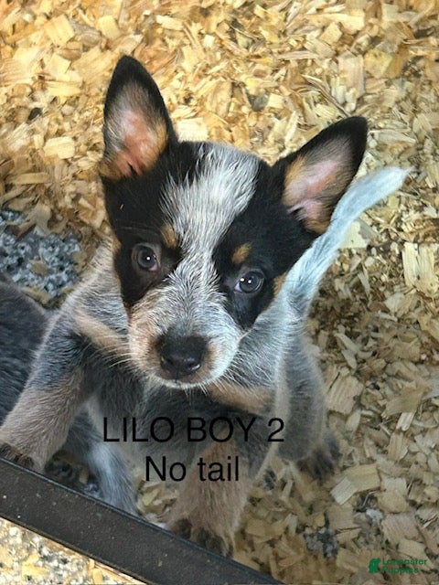 Australian Cattle Dog dogs LILO BOY 2 - Ad 1