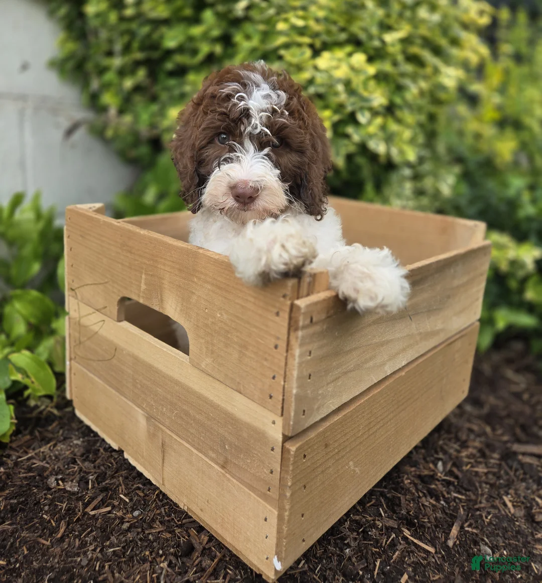 Bernedoodle dogs for sale: Callie - Ad 10
