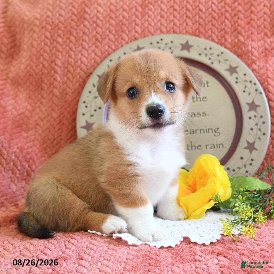 Welsh Corgi Pembroke dogs Cheif - Ad 2