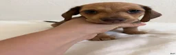 Miniature Dachshund dogs for sale: Mocha - Ad 3