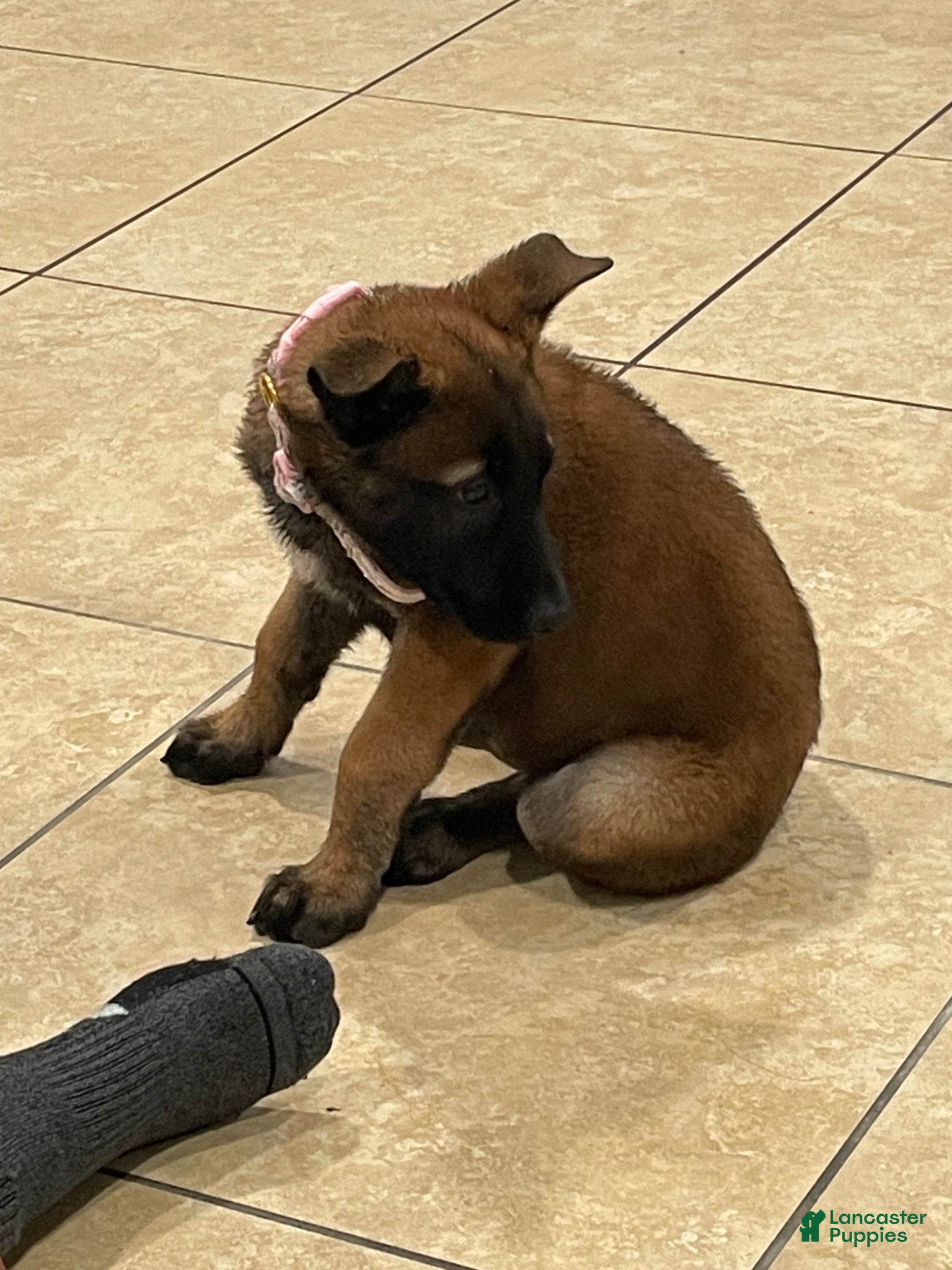 Belgian Malinois dogs Belgian Malinois 1 - Ad 16