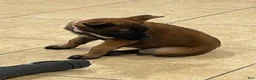Belgian Malinois dogs for sale: Belgian Malinois 1 - Ad 1