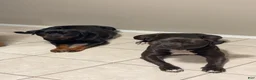 Mixed Breed dogs for sale: Mixed Breed 4 - Ad 5