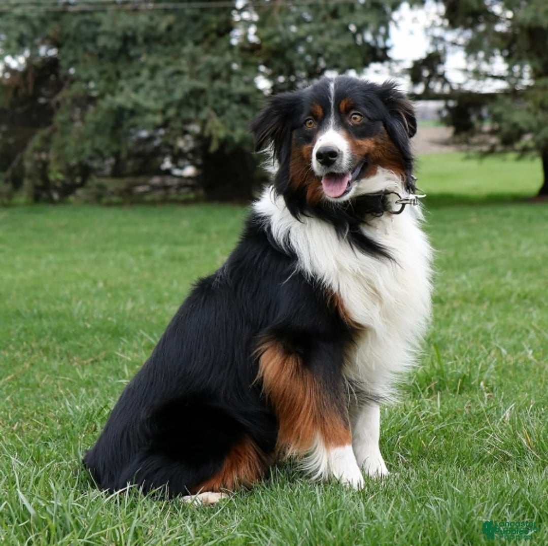 Miniature Australian Shepherd dogs for sale: Miniature Australian Shepherd Puppy 1 - Ad 2