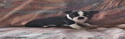 Boston Terrier dogs for sale: Juno - Ad 2