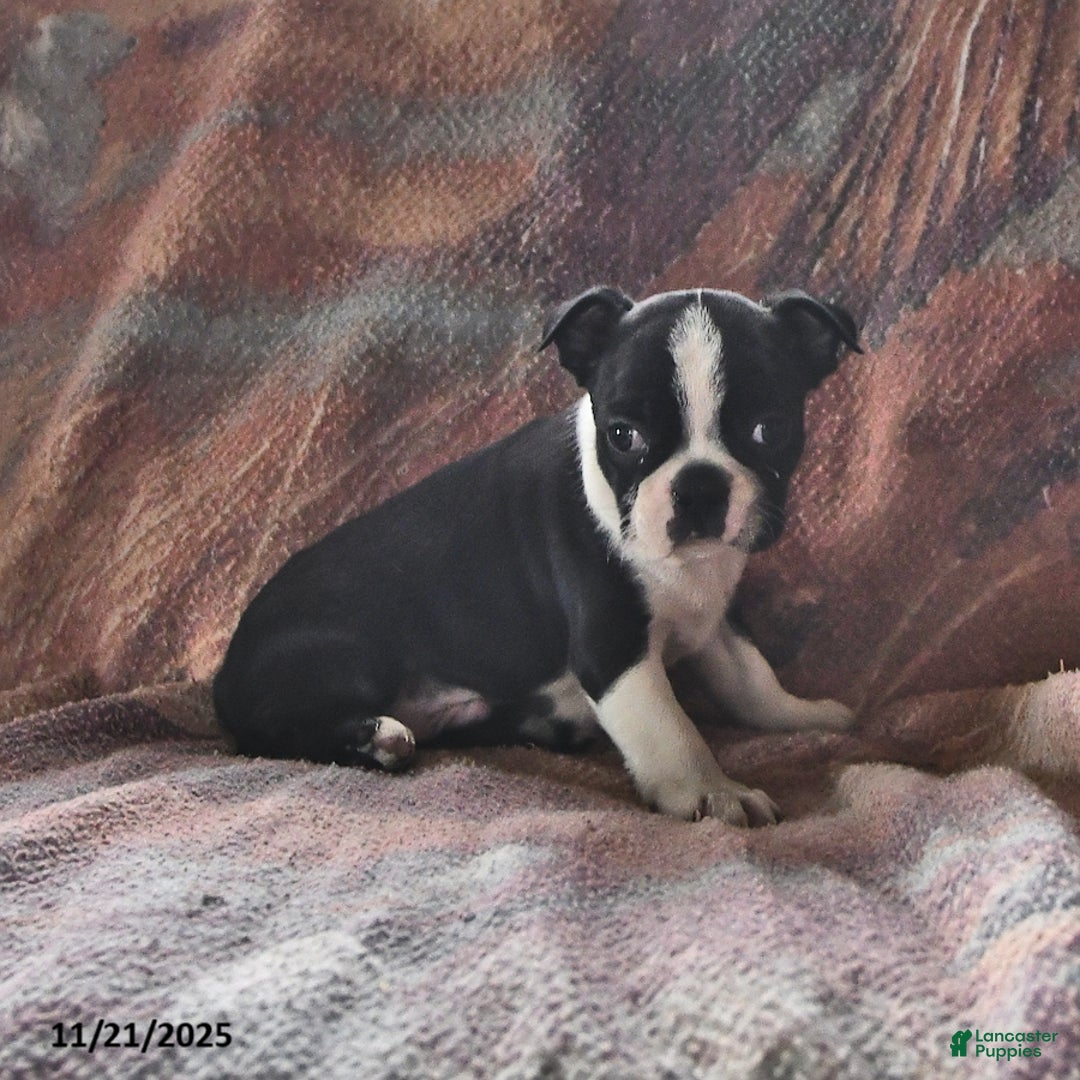 Boston Terrier dogs for sale: Juno - Ad 2
