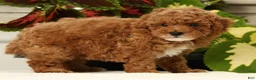 Miniature Poodle dogs for sale: Bingo - Ad 3