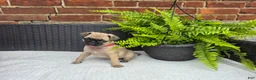Pug dogs for sale: Daisy - Ad 4