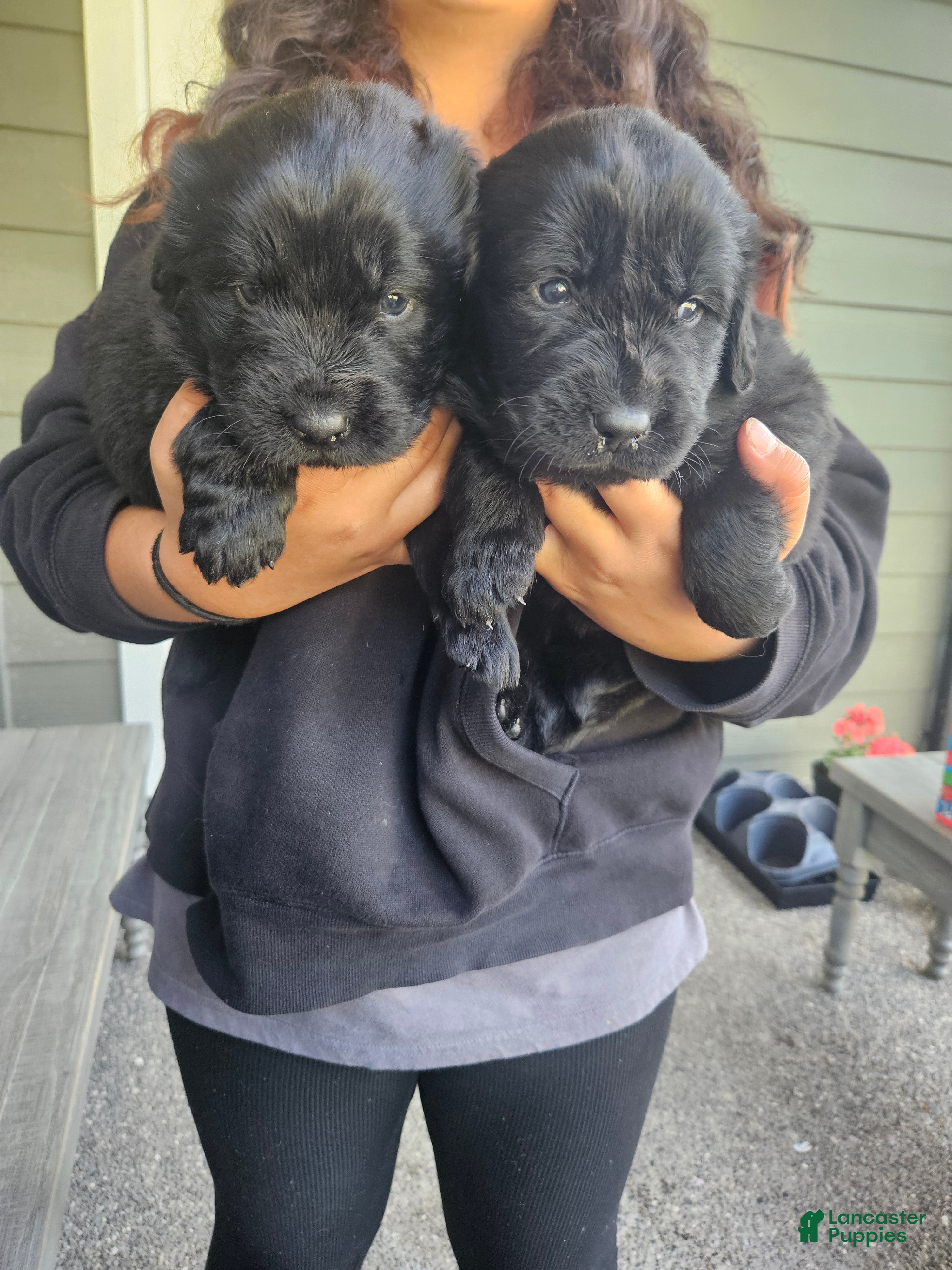 Newfoundland dogs Newfoundland Puppy 3 - Ad 2