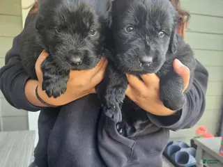 Newfoundland dogs Newfoundland Puppy 3 - Ad 6