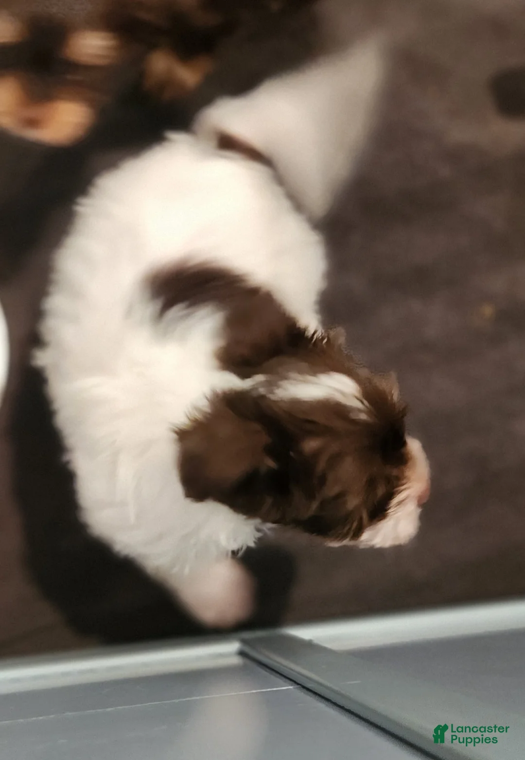 Yorkshire Terrier dogs for sale: Yorkshire Terrier boy chocolate parti - Ad 2