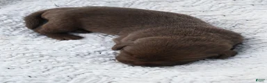 Labrador Retriever 7