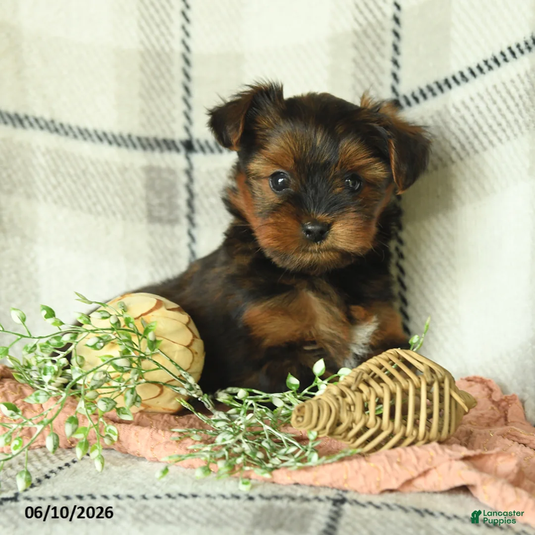 Yorkshire Terrier dogs for sale: Violet - Ad 2