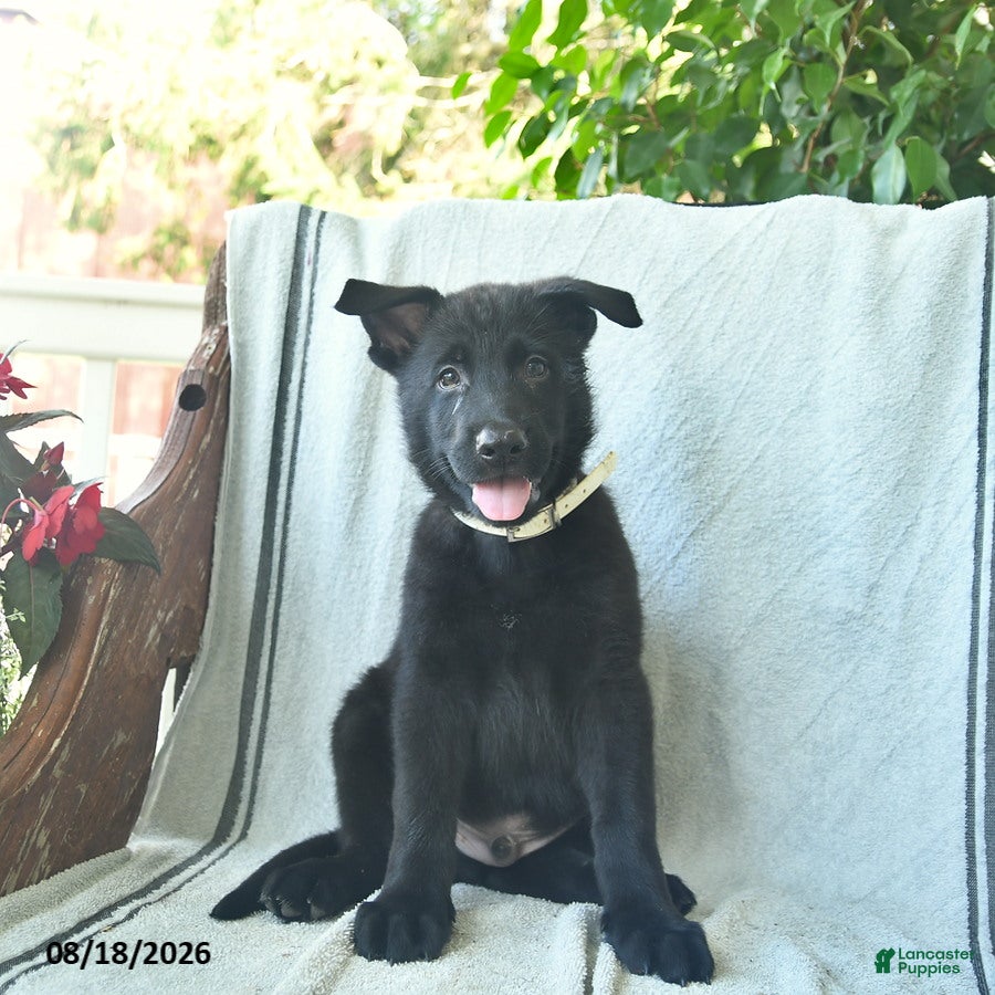 German Shepherd dogs Gage  - Ad 2