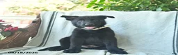German Shepherd dogs for sale: Gage  - Ad 2
