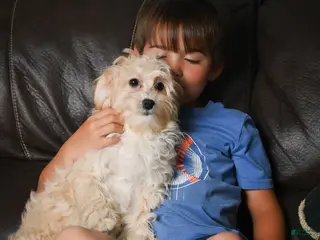 Maltipoo dogs for sale: Lilly - Ad 1