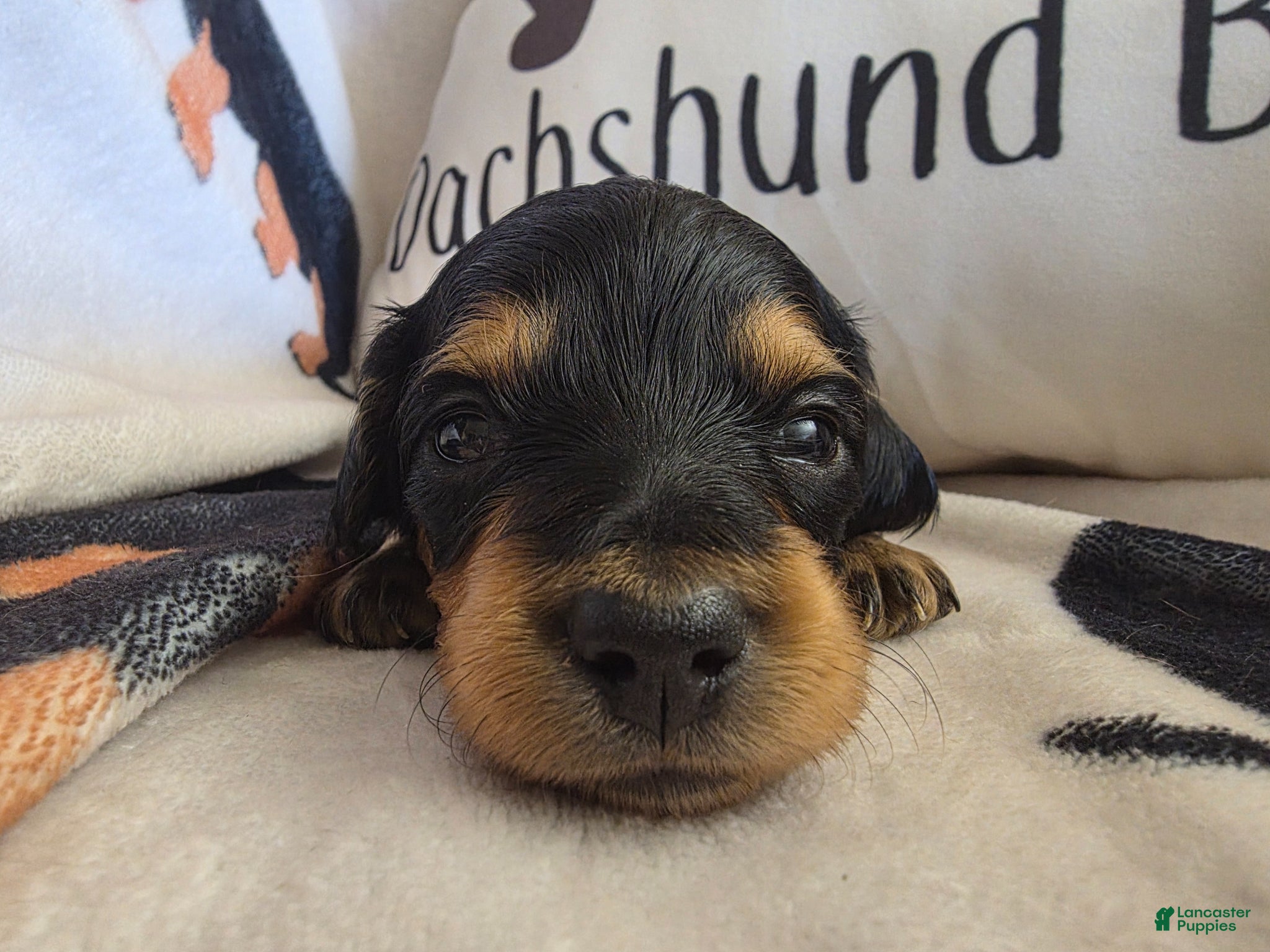 Miniature Dachshund dogs for sale: Lacey  - Ad 4