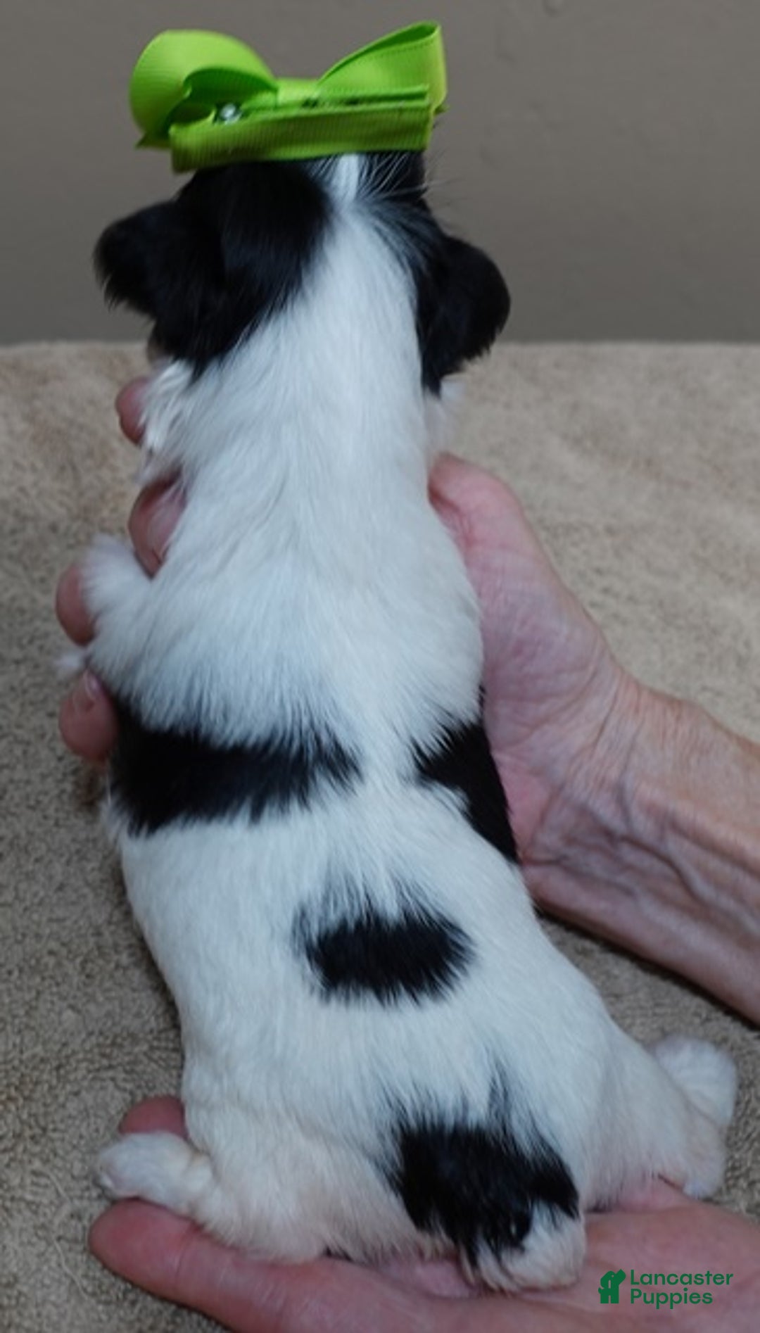 Yorkshire Terrier dogs for sale: Presley dob 10/13 - Ad 15