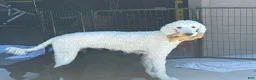 Standard Poodle dogs for sale: Jesse - Ad 6