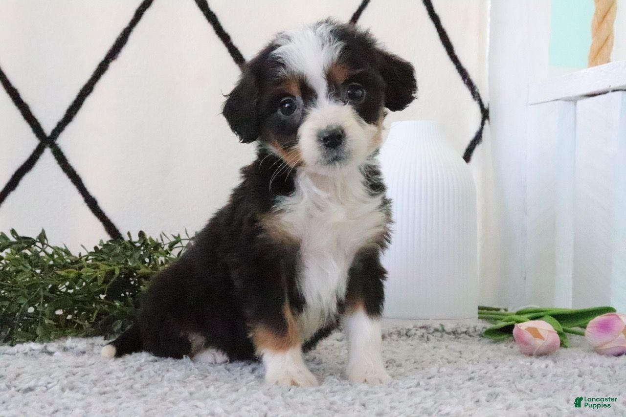 Mini Bernedoodle dogs Ellie - Ad 2