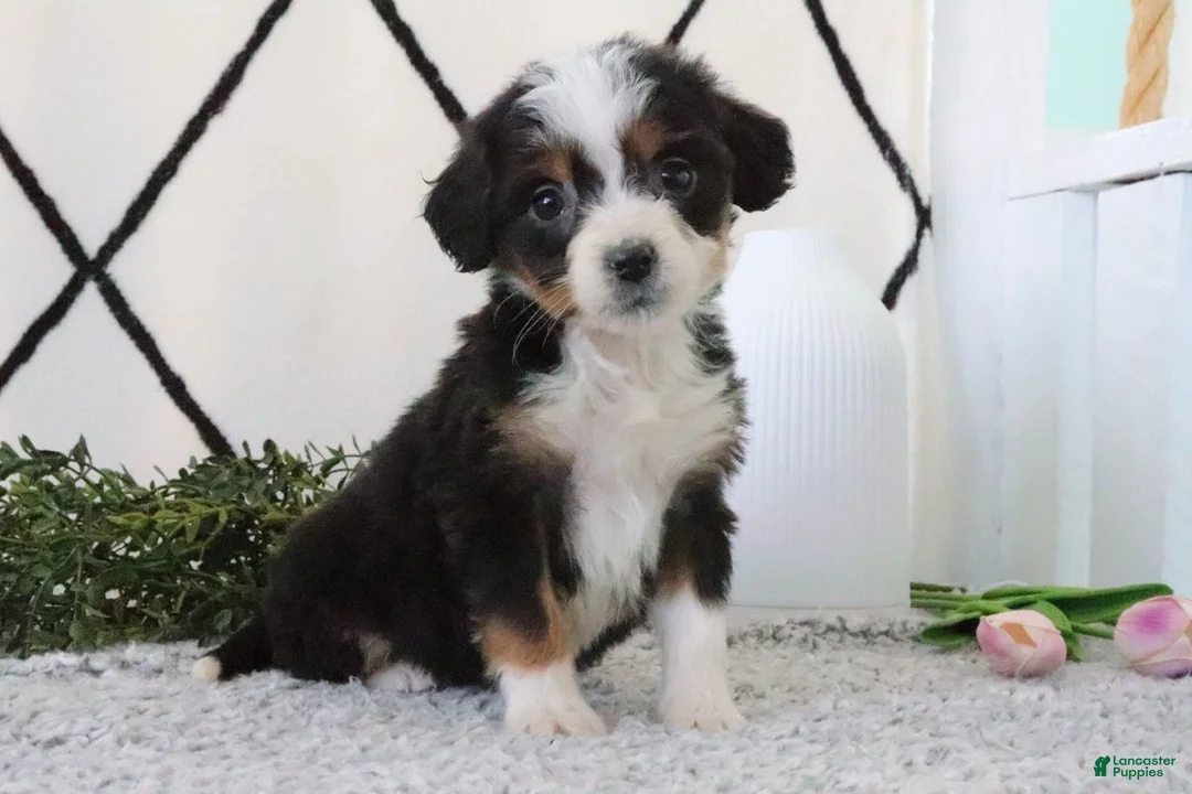 Mini Bernedoodle dogs for sale: Ellie - Ad 2