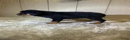 Rottweiler dogs for sale: Rottweiler 3 - Ad 6