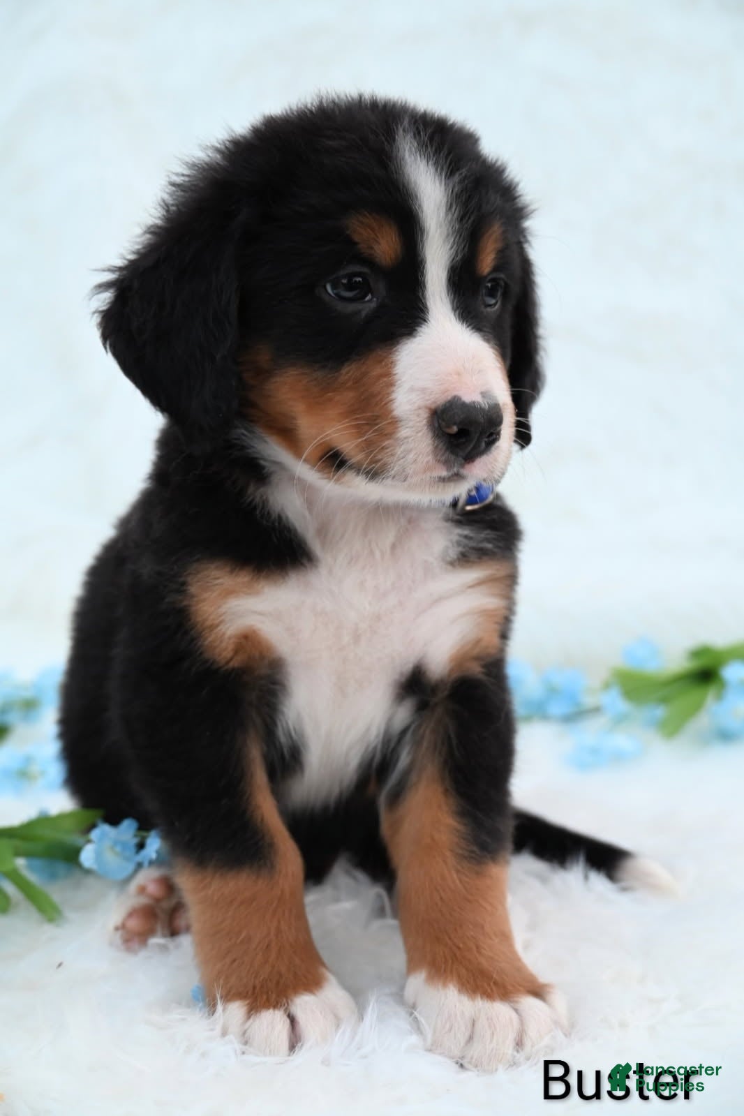 Bernese Mountain Dog dogs Buster  - Ad 2